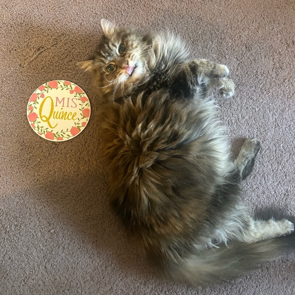 Meet your Posher, Kristy - Picture 10 of 10